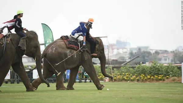 ورزش با موجودی ۵۴۵ کیلوگرمی

The King&rsquo;s Cup elephant polo: تایلند

فیل یکی از شناخته شده&zwnj;ترین المان&zwnj;ها و سمبل&zwnj;های کشور تایوان به شمار می&zwnj;رود. در انجام این ورزش مناقشاتی وجود دارد و حقیقت آن است که نمی&zwnj;تواند جایگزین مناسبی برای سوارکاری باشد.

جایگزینی بهتر: کمپ اقامتی luxury tented می&zwnj;تواند فضای مناسبی را برای دوست شدن با یکی از فیل&zwnj;های این اقامتگاه فراهم آورد.