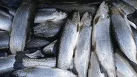 گرانی ماهی گردن بی‌برقی افتاد