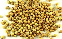 این گیاه برای دیابتی‌ها مفید است
