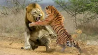 فیلم| درگیری شیرها با ببر خشمگین