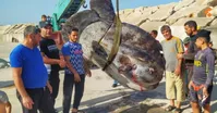 فیلم| صید خورشیدماهی غول پیکر در سوریه