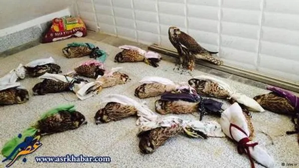 برای قاچاق پرندگان نادر حیات وحش ایران به کشورهای عربی، پرندگان را به شیوه&zwnj;ای ابتدایی و دردآور بسته&zwnj;بندی می&zwnj;کنند.
