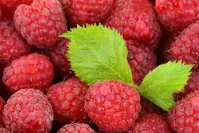 اگر بیماری کلیوی یا سنگ کلیه دارید از این میوه‌ها غافل نشوید