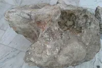 فسیل 5 میلیون‌ساله فیل در موزه تاریخ طبیعی اردبیل مطالعه می‌شود