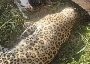 کشف لاشه پلنگ در پناهگاه حیات‌وحش عباس‌آباد نایین