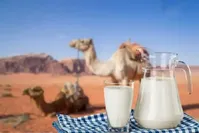 تاثیر شیر این حیوان بر درمان آسم کشف شد