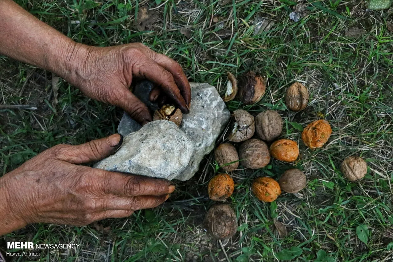 گردوچینی