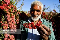 از خواص درمانی میوه زرشک چه می‌دانیم؟