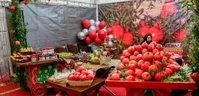تصاویر| جشنواره انار ساوه