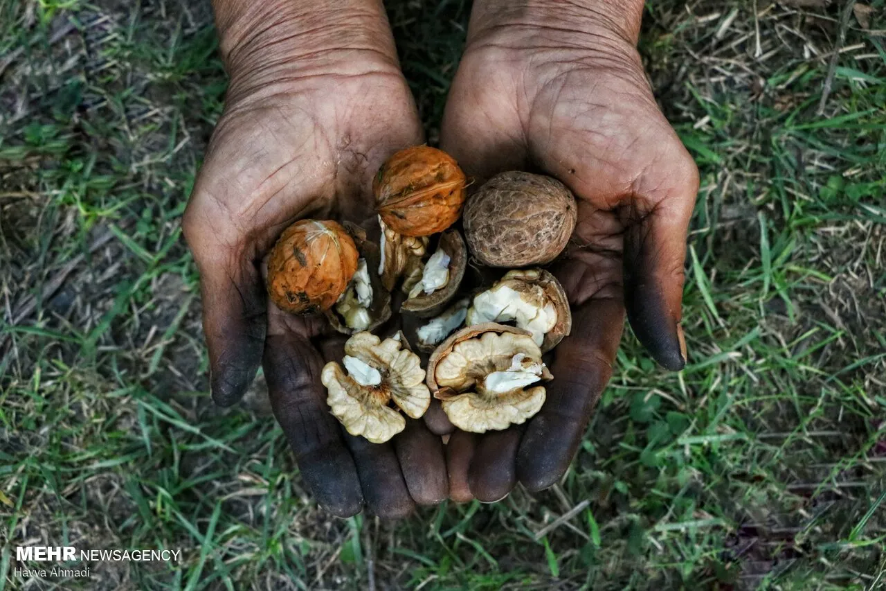 گردوچینی