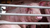 یک ویروس جدید آنفلوآنزا خوکی با "پتانسیل همه‌گیری جهانی" در چین شناسایی شد