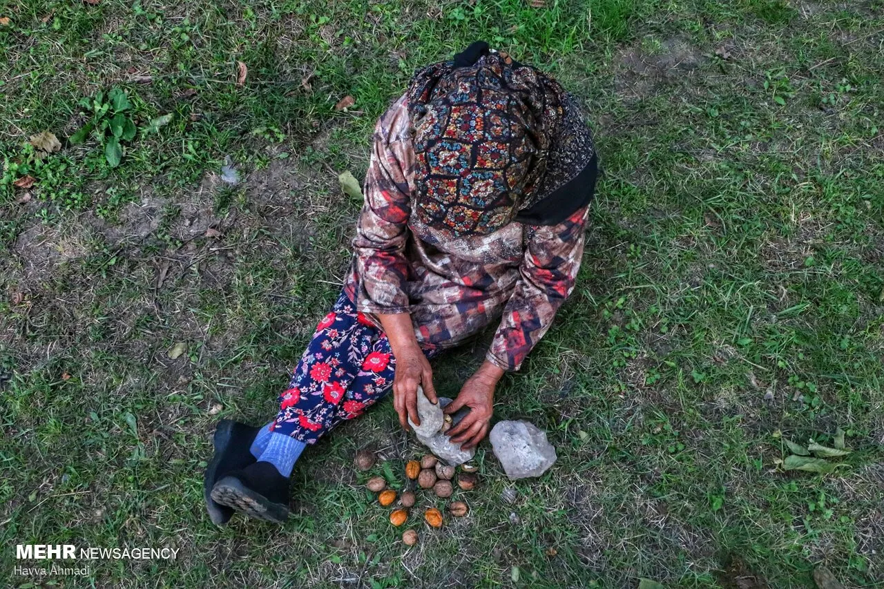 گردوچینی