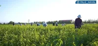 راهنمایی برای خرید نهال: چگونه بهترین نهال را انتخاب کنیم؟