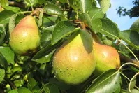میوه‌ای کم‌کالری، سرشار از فیبر و ضدالتهاب