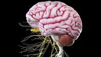 آلزایمر و پارکینسون در کمین این افراد