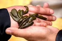 انتقال بیماری ایدز از طریق زالوی آلوده و ضعف نظارت بر طب سنتی