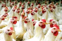 مرغ در سودای پرواز؛ قیمت آینده مرغ ۸۰ یا ۱۰۰ هزار تومان؟