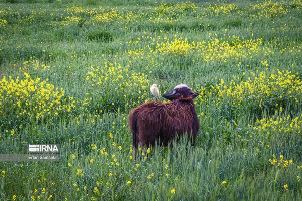 پرنده گاو چرانک بر پشت گاومیش
