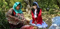 تصاویر| برداشت انار در روستای «لات» الموت