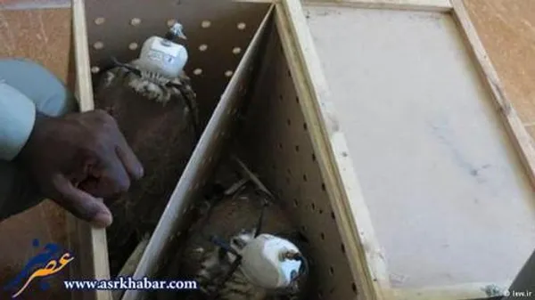 کشف یکی از بزرگترین محموله قاچاق پرندگان شکاری ایران در یک لنج ایرانی در آب&zwnj;های عمان.