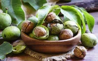 برای کاهش کلسترول خونتان این گیاه را انتخاب کنید