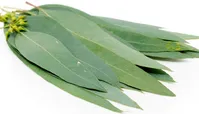 خواص دارویی گیاه اوکالیپتوس را بشناسید