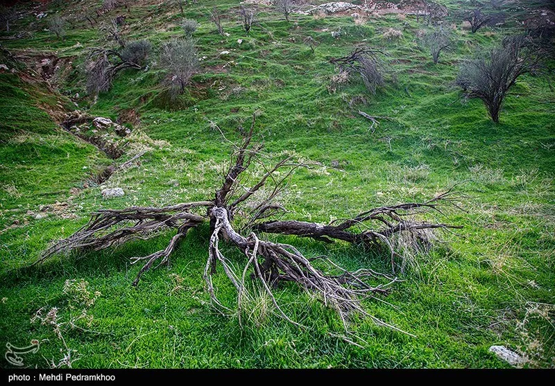 زاگرس