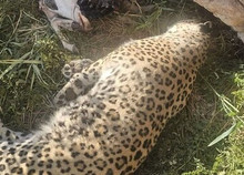 کشف لاشه پلنگ در پناهگاه حیات‌وحش عباس‌آباد نایین