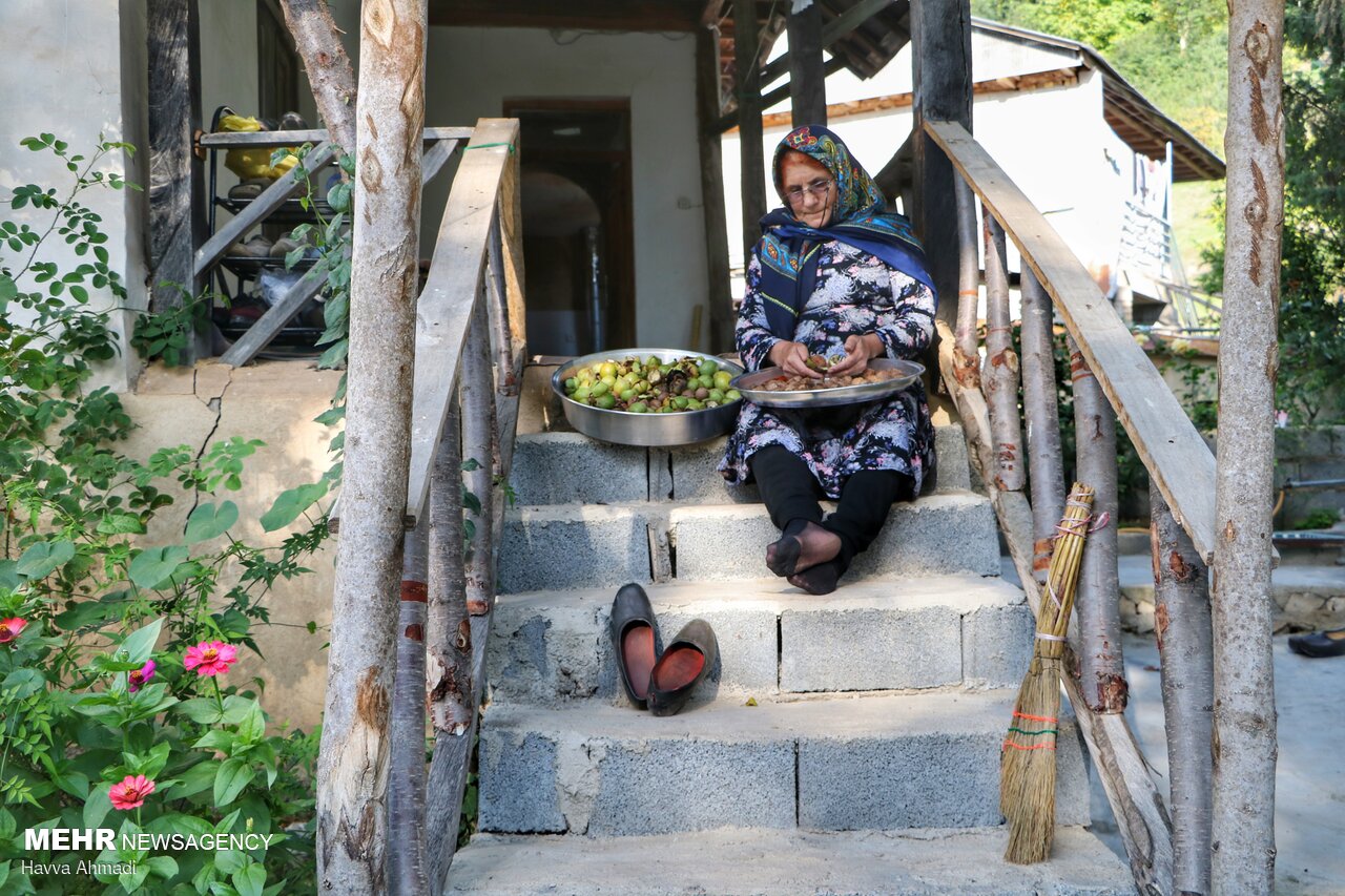 گردوچینی