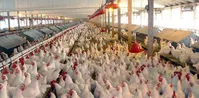 چرا مرغداران تجمع کردند؟