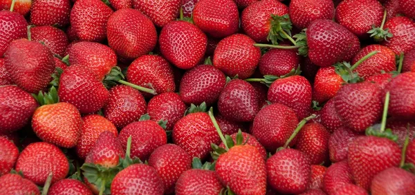 ماسک توت فرنگی

توت فرنگی در از بین بردن تجمع و چربی اضافی مو و پوست سر شما بسیار عالی است. توت فرنگی می&zwnj;تواند به تنظیم تولید سبوم پوست سر و کاهش چربی مو کمک کند. توت فرنگی مانند لیمو حاوی آنتی اکسیدان، ویتامین C و سایر مواد مغذی است که از پوست سر شما محافظت می&zwnj;کند و مو&zwnj;های شما را قوی، براق، سالم و تازه نگه می&zwnj;دارد.

مواد مورد نیاز: یک فنجان توت فرنگی تازه برای مو&zwnj;های کوتاه تا متوسط، ۱ قاشق آبلیمو

نحوه استفاده: توت فرنگی&zwnj;ها را کاملا بشویید، سپس توت فرنگی&zwnj;ها را با آب لیمو در مخلوط کن مخلوط کنید. با استفاده از صافی آب توت فرنگی دانه&zwnj;های ریز را فیلتر کنید؛ روی پوست سر و مو&zwnj;های خود بمالید؛ پس از ده دقیقه مو&zwnj;های خود را با آب ولرم بشویید.