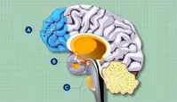 هنگام گرسنگی مغزمان چه وضعیتی پیدا می‌کند