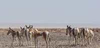 تصاویر| پارک ملی «کویر»