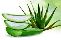 پیشگیری از دیابت با مصرف این گیاه
