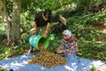 گردوچینی