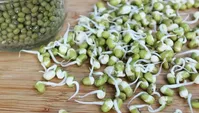 جوانه ماش قاتل چاقی است