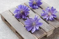 با عرق کاسنی سه سوته لاغر شوید