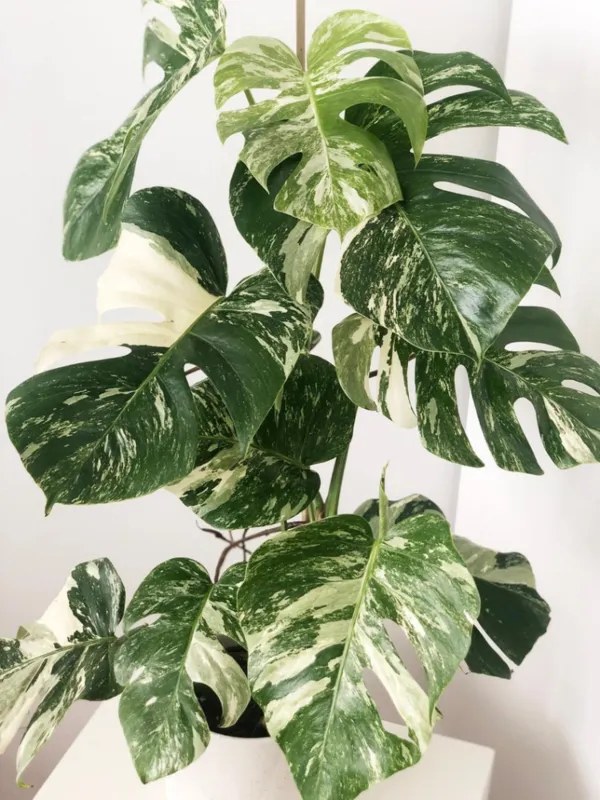  Monstera deliciosa albo variegate


برگ&zwnj;های بزرگ و پهن اولین خاصیت این گیاه است که برای علاقه&zwnj;مندان چشم نوازی می&zwnj;کند بعد به سراغ رنگ این گیاه می&zwnj;رویم که نسبت به دیگر گیاه&zwnj;ها بسیار متفاوت است. قیمت هر گلدان از این گیاه بینت ۲۰۰ تا ۴ هزار و ۵۰۰ دلار است و هرچه رنگ آن سفید&zwnj;تر باشد، نایاب&zwnj;تر و گران&zwnj;تر می&zwnj;شود.