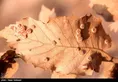 زاگرس