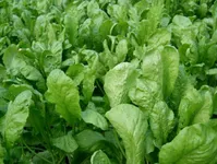 با این سبزی خوردنی سرفه را درمان کنید