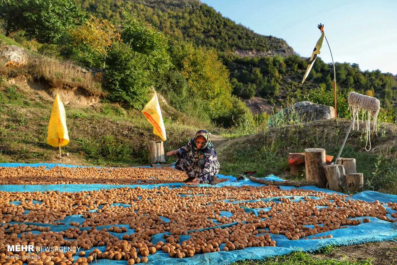 گردوچینی
