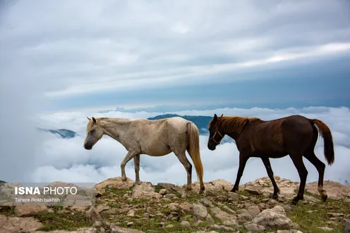 تصاویر | سوباتان بهشت مه آلود ایران