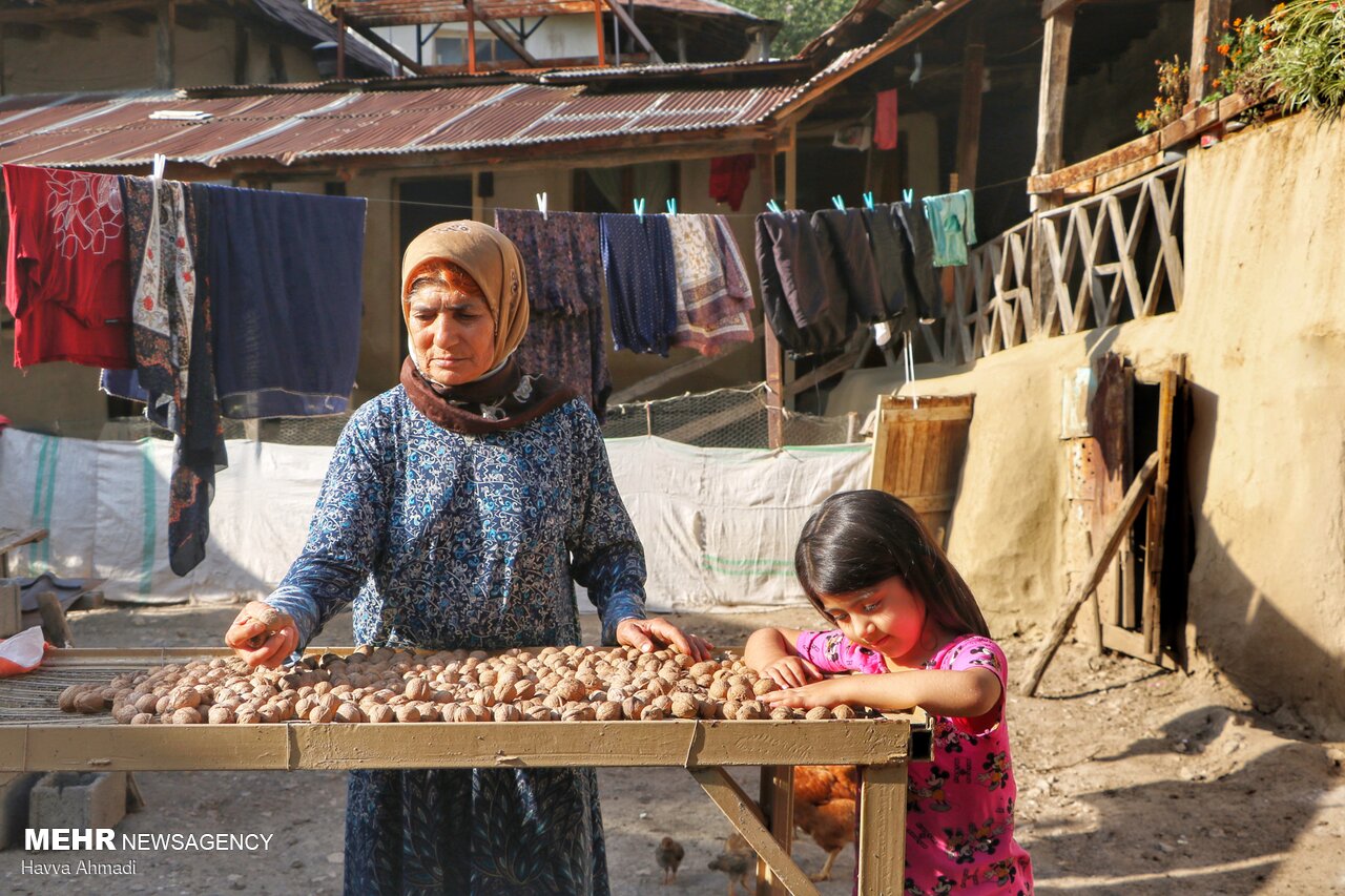 گردوچینی