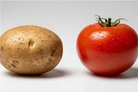 سیب‌زمینی‌ها از اجداد گوجه‌فرنگی فرگشت یافته‌اند!