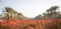 تصاویر| برداشت چای ترش در شهرستان کارون