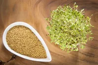 با عرق یونجه کم‌خونی و ضعف را درمان کنید