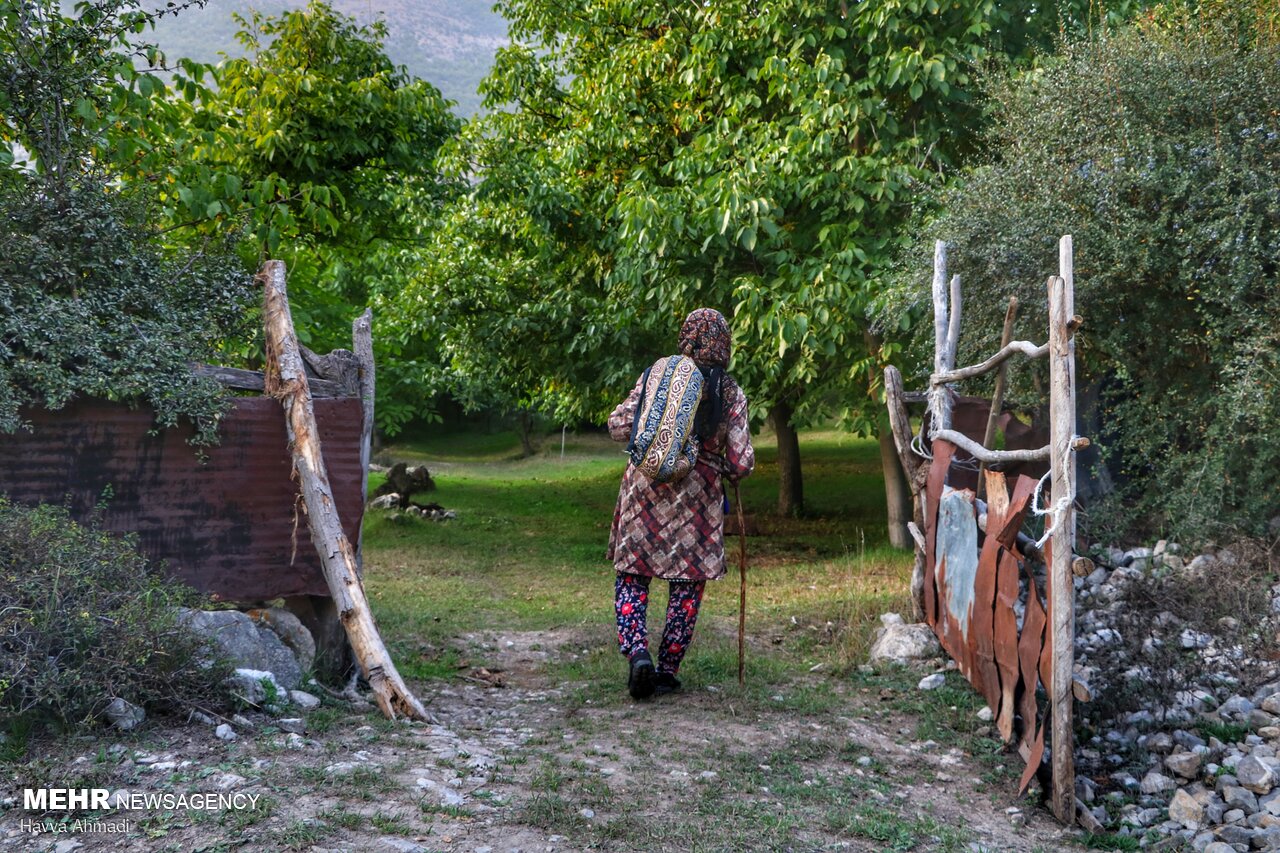گردوچینی