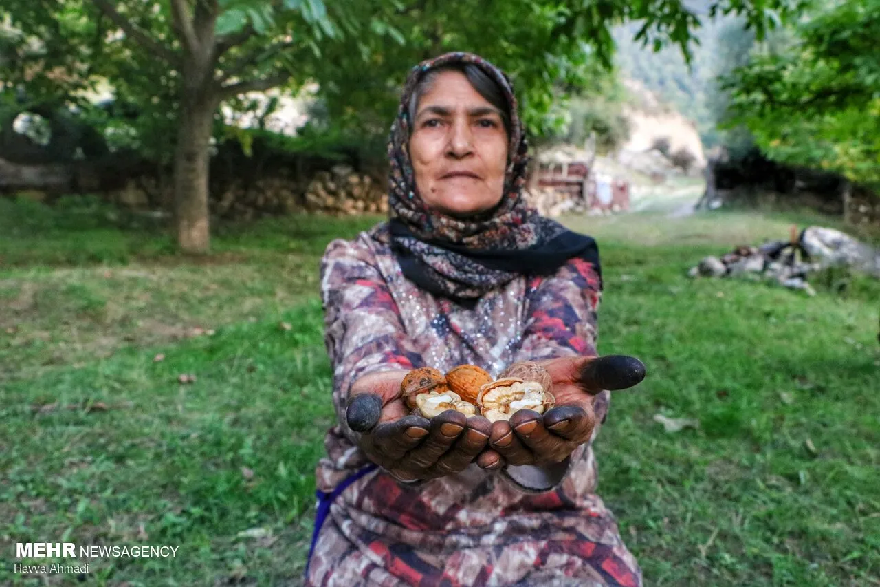 گردوچینی
