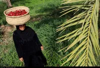تصاویر| برداشت چای قرمز