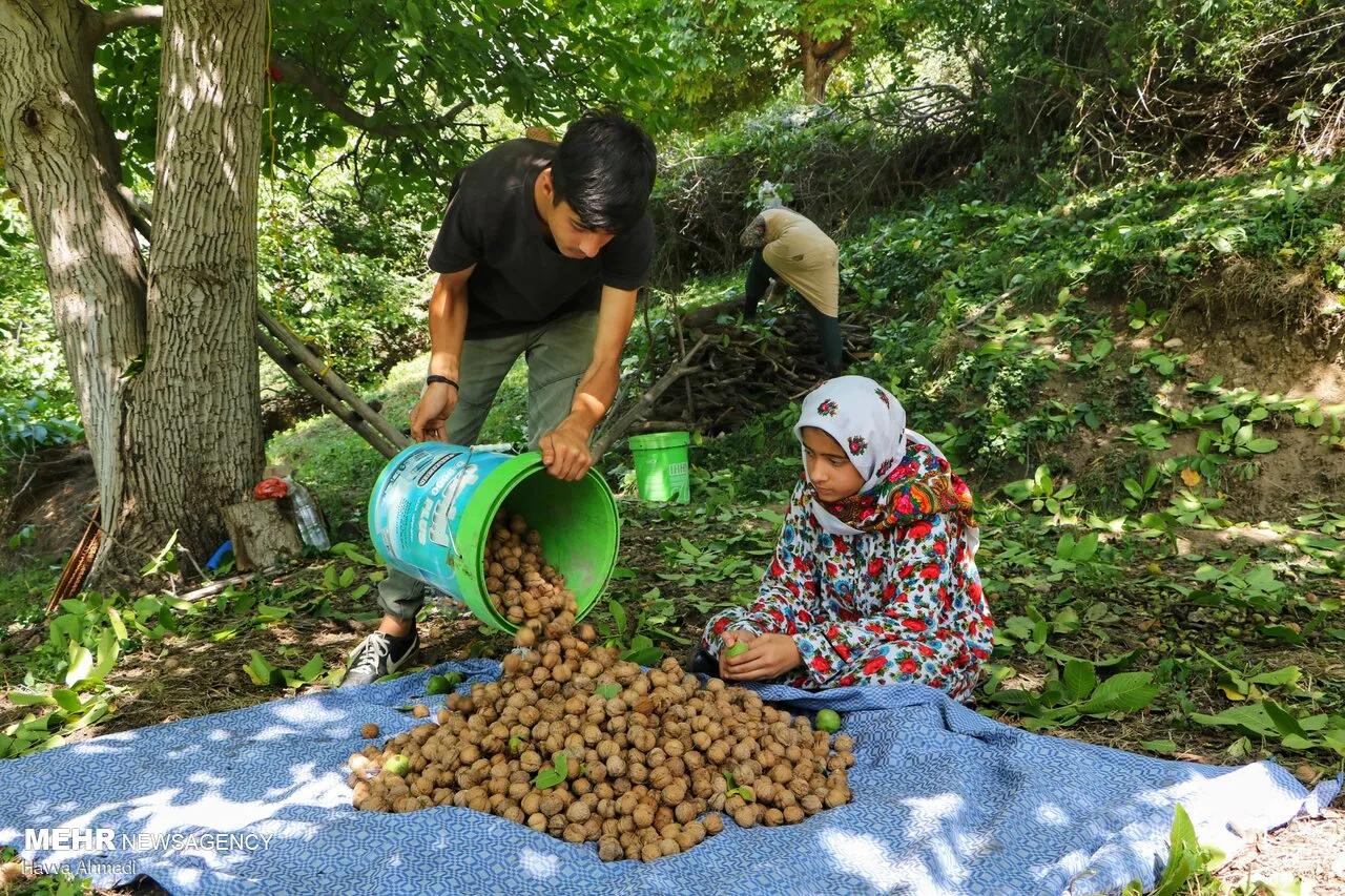 گردوچینی